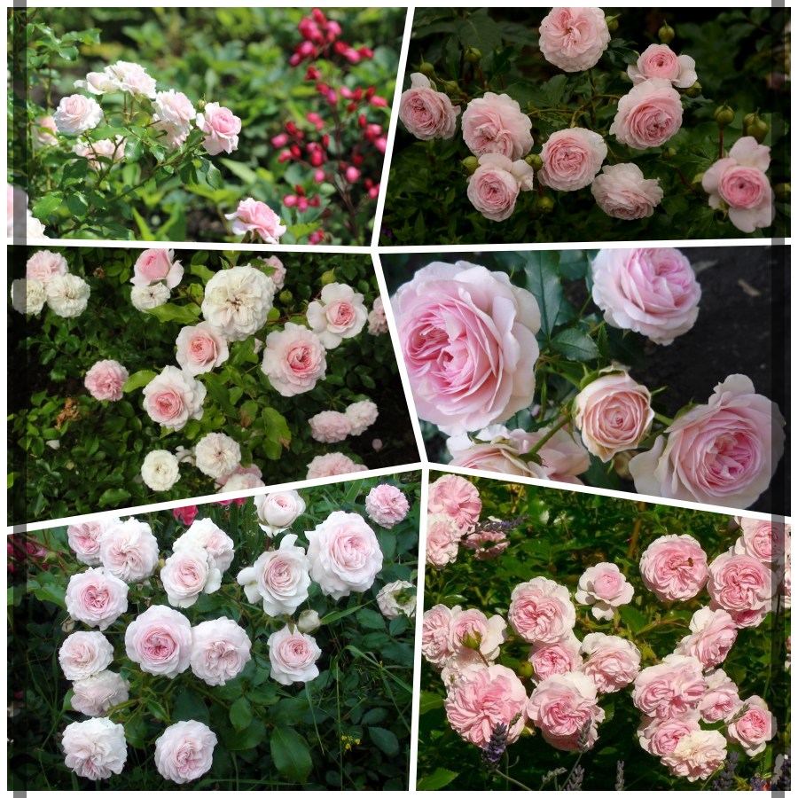 Larissa róża okrywowa